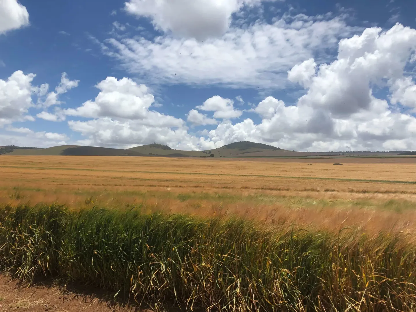 A field of wheat with mountains in the background and a blue sky with clouds