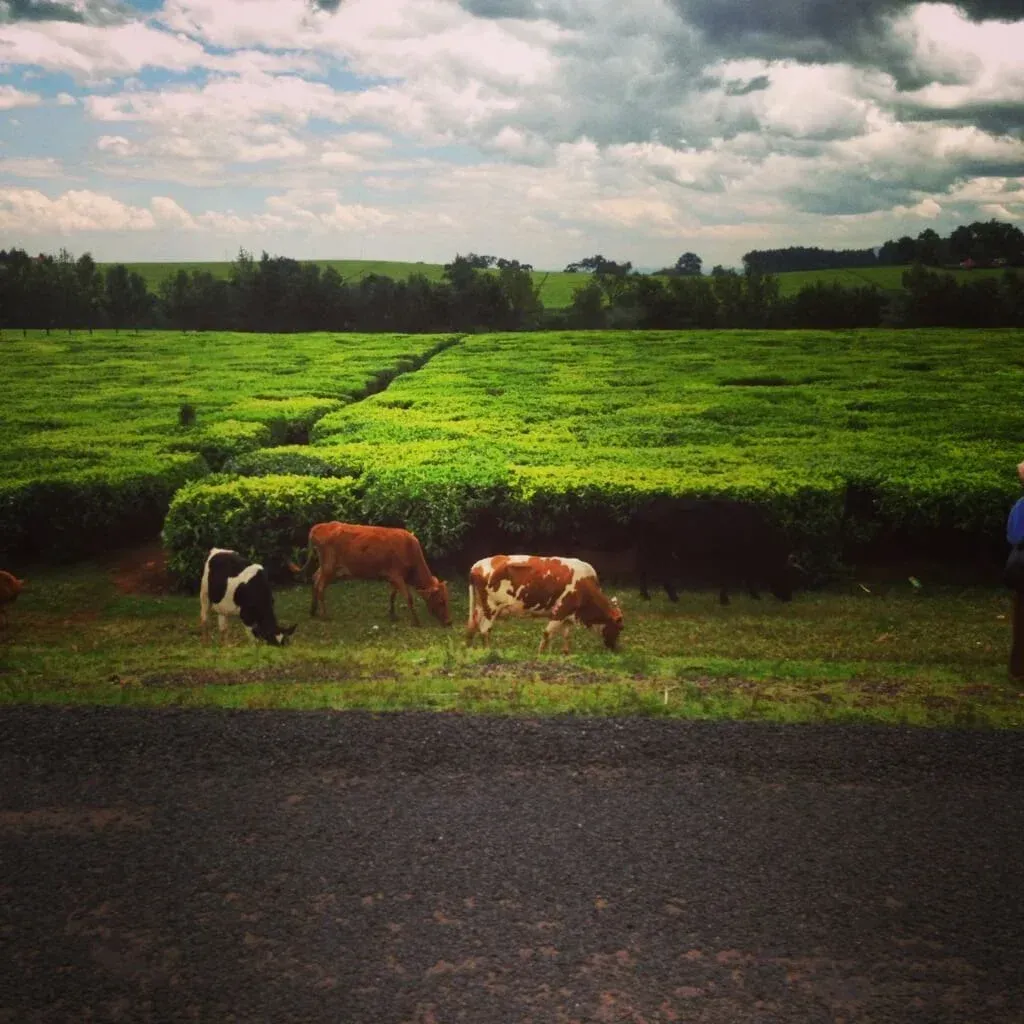 A group of cows grazing on a lush green field