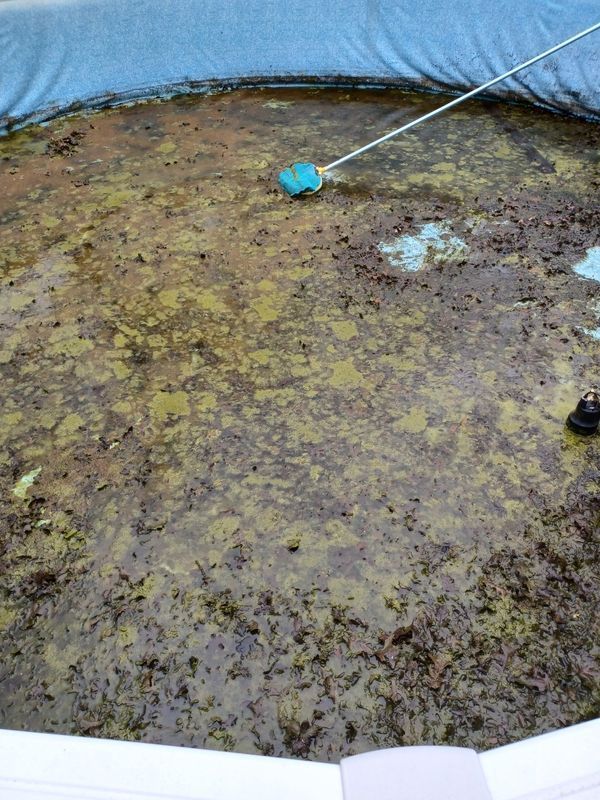A pool covered in dark debris and green algae, with a cleaning net extended across the surface.
