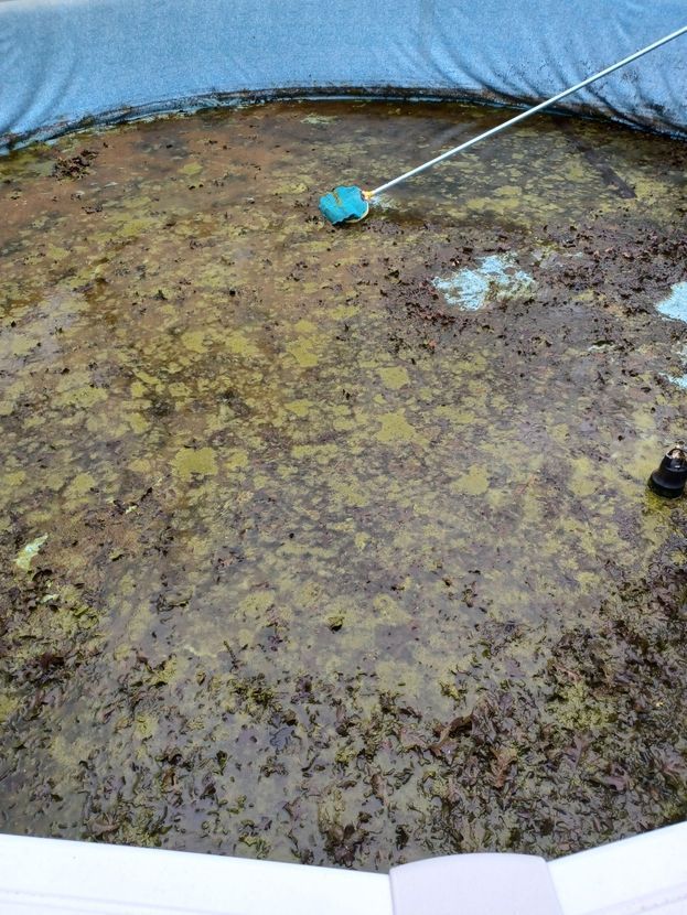 A heavily soiled, murky circular pool filled with dark organic debris and algae, with a cleaning tool handle visible.