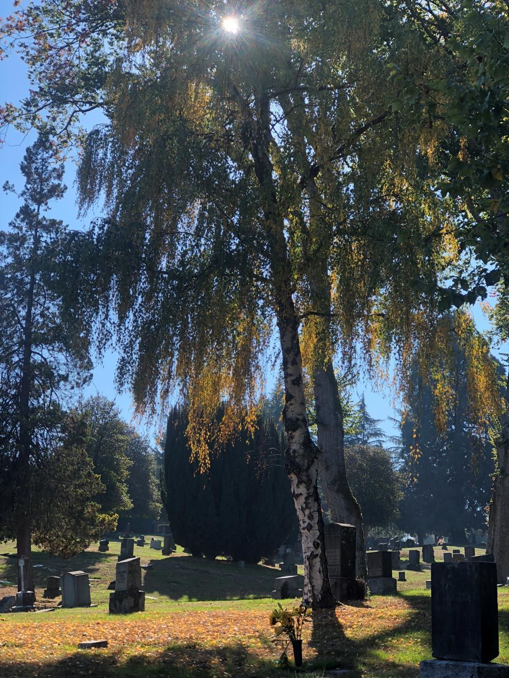 Big Tree In Cemetery — Seattle, WA — Mt Pleasant Cemetery