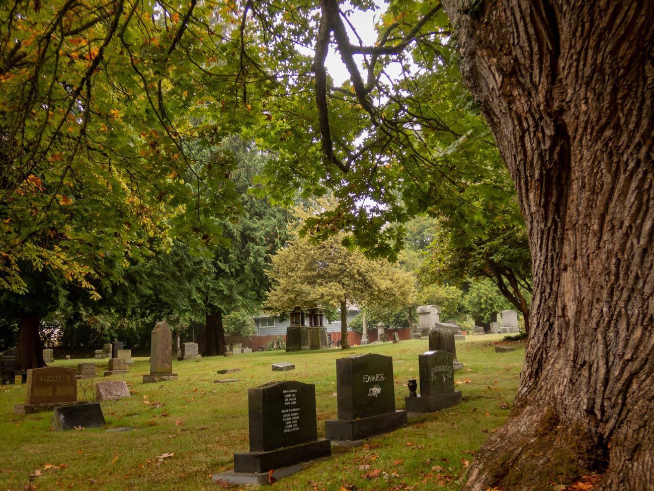 Gravestones Near Big Tree — Seattle, WA — Mt Pleasant Cemetery