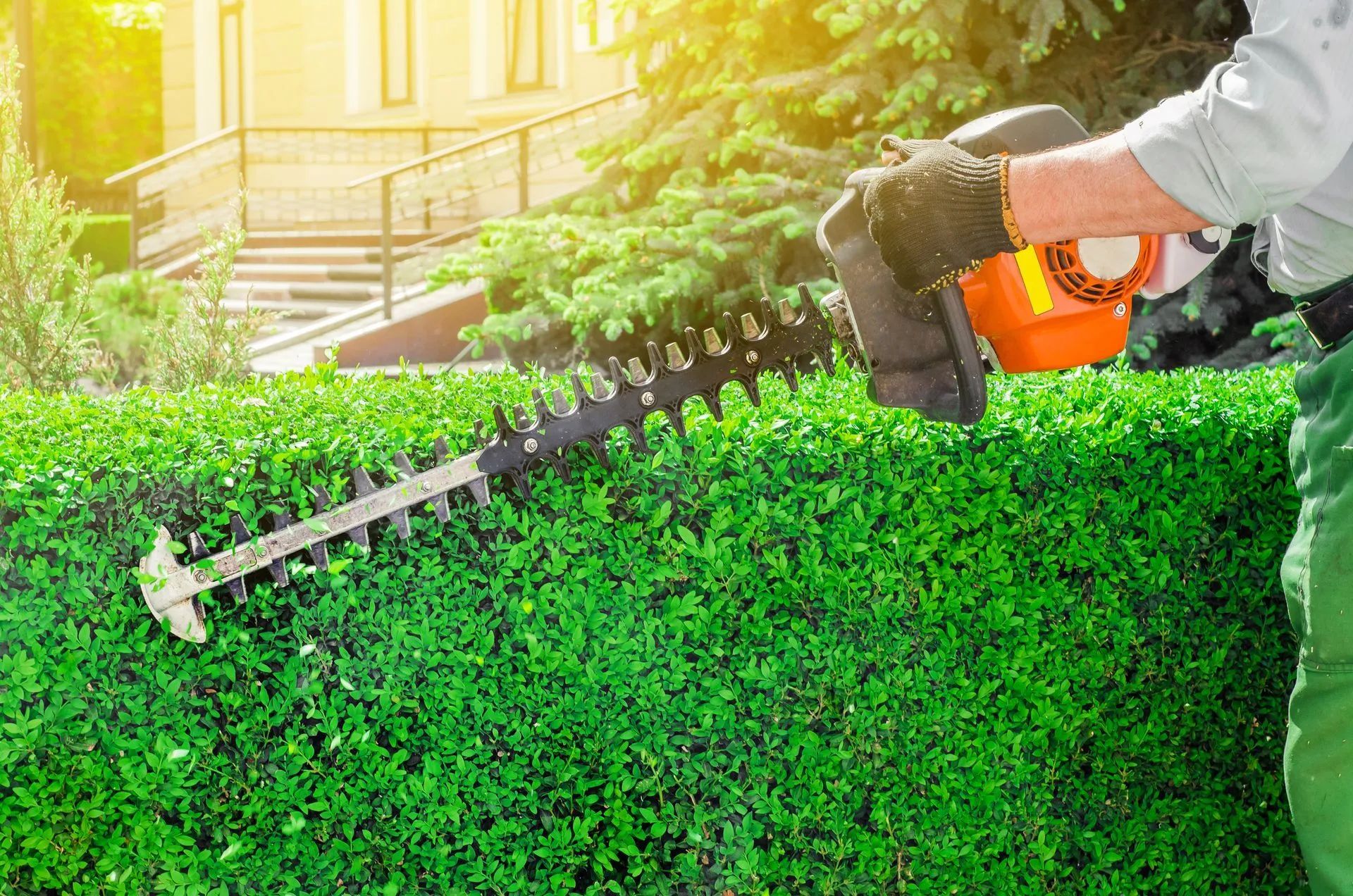 Hedge Trimming In Minto | Shane & Catherine's Tree Service