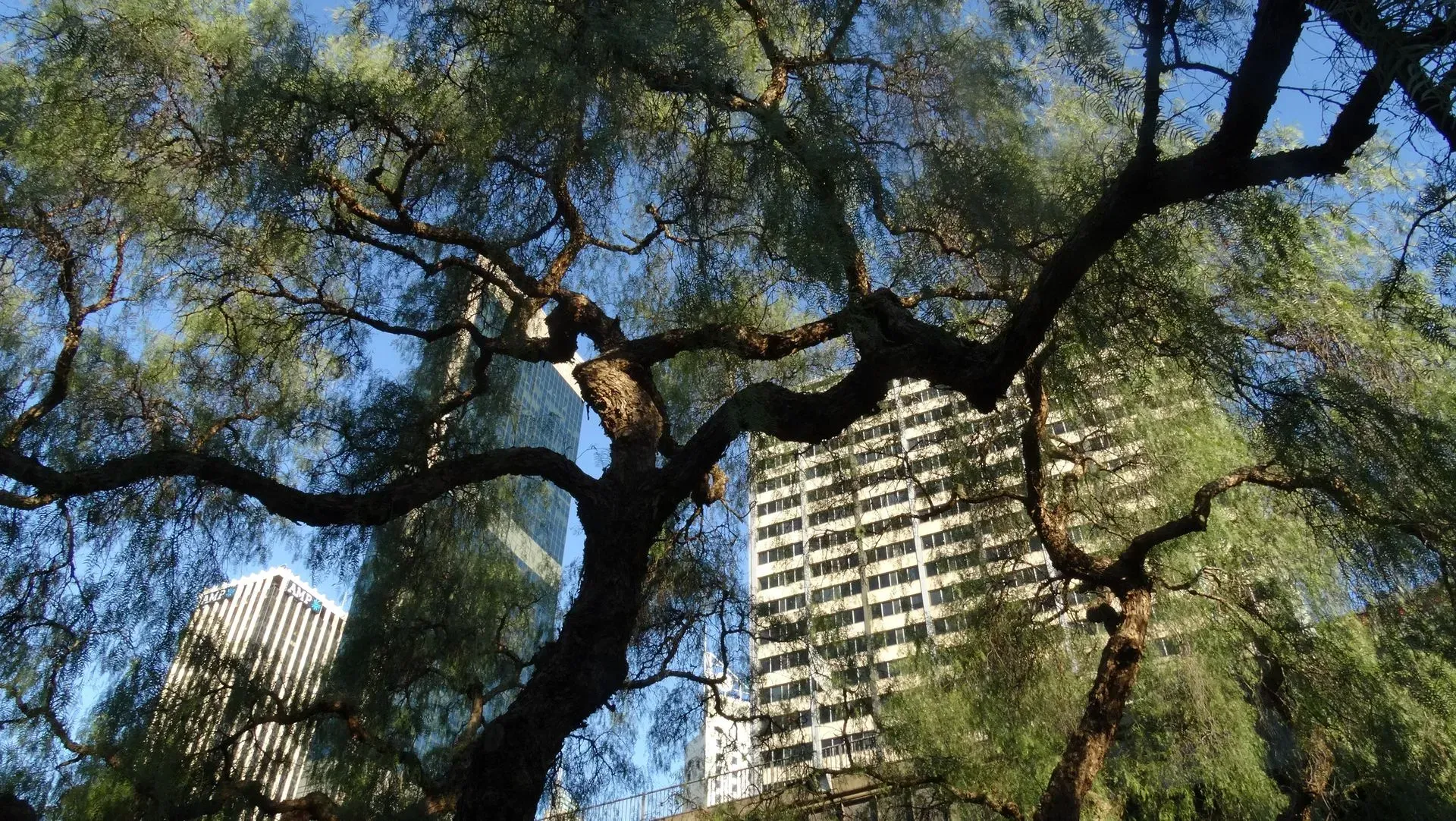 Tree Pruning in South West Sydney | Shane & Catherine's Tree Service