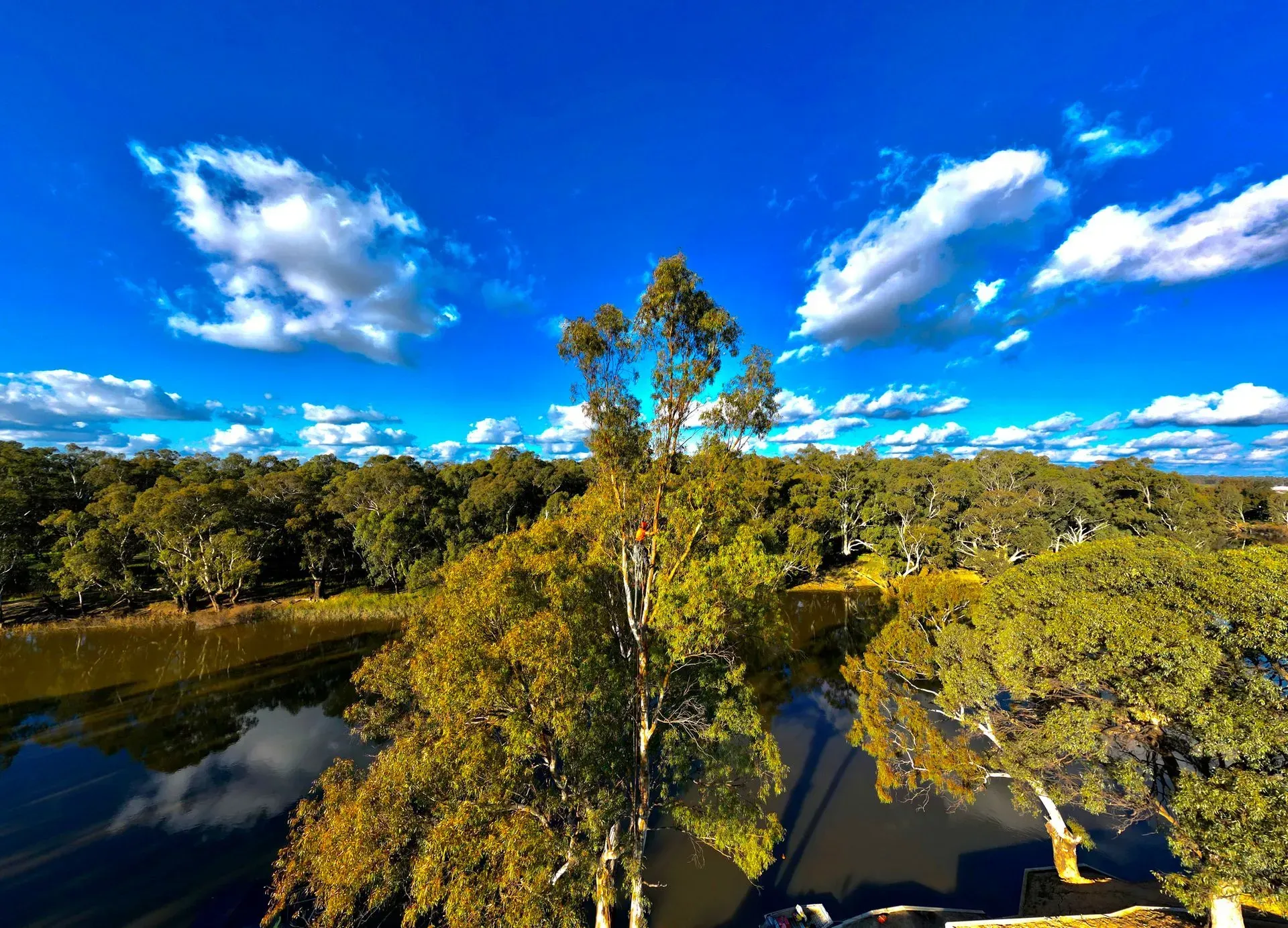 Arborist Reports in South West Sydney | Shane & Catherine's Tree Service