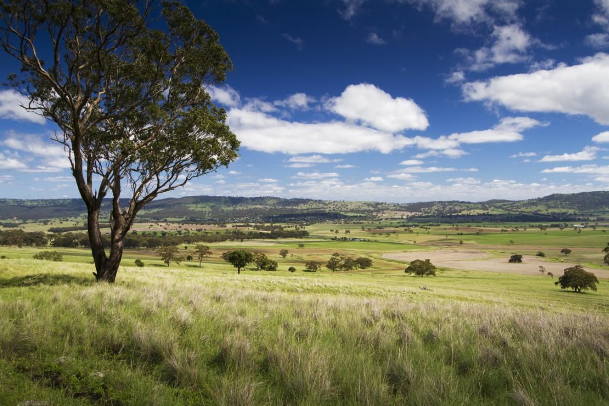 A Tree Is Standing in The Middle of A Grassy Field — Cool Blue Ice & Water in Coolah, NSW