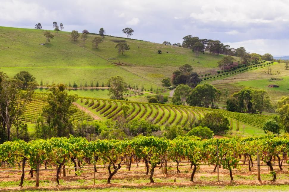 A Painting of A Vineyard with A Hill in The Background — Cool Blue Ice & Water in Hunter Valley, NSW