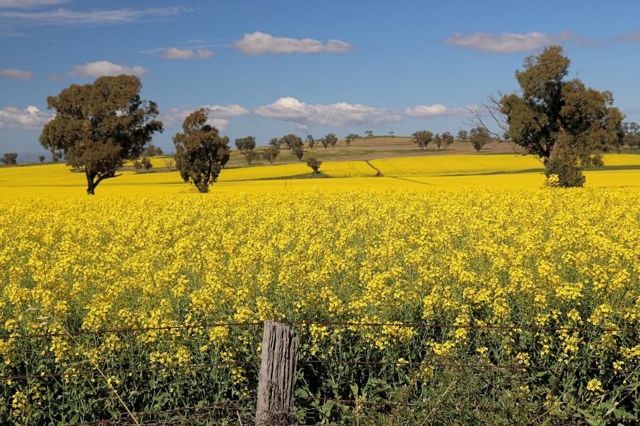 A Field of Yellow Flowers with Trees in The Background — Cool Blue Ice & Water in Merriwa, NSW