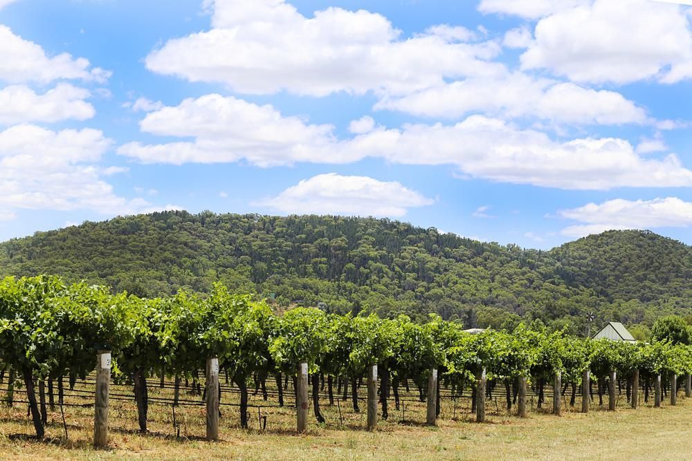 A Vineyard with Mountains in The Background and A Blue Sky — Cool Blue Ice & Water in Mudgee, NSW