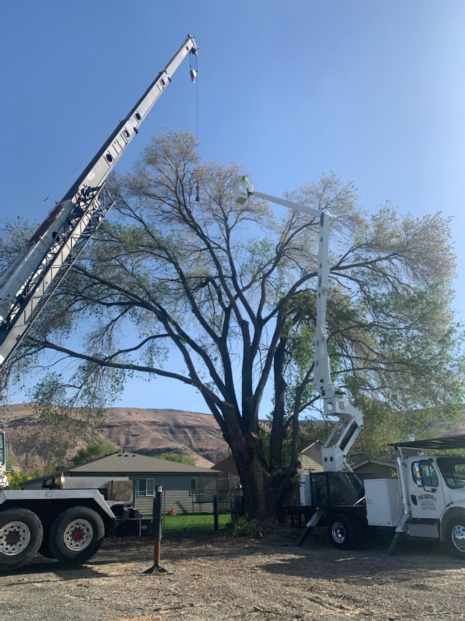 Trimming Truck Cutting A Tree | Naches, WA | Trickinnex Tree Trimming & Falling LLC