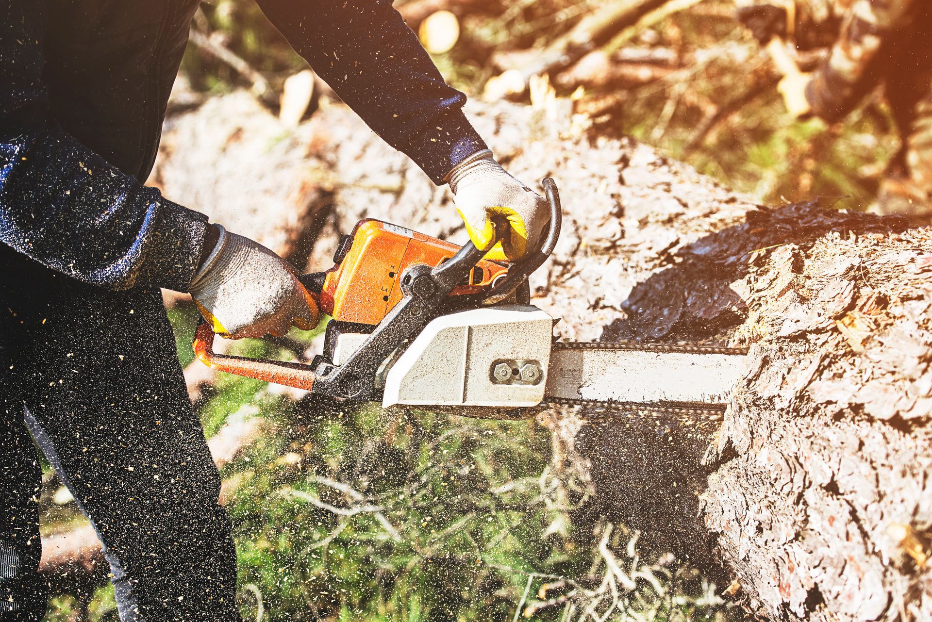 A man uses a chainsaw to cut down a tree in a forested area, in preparation for tree stump removal.