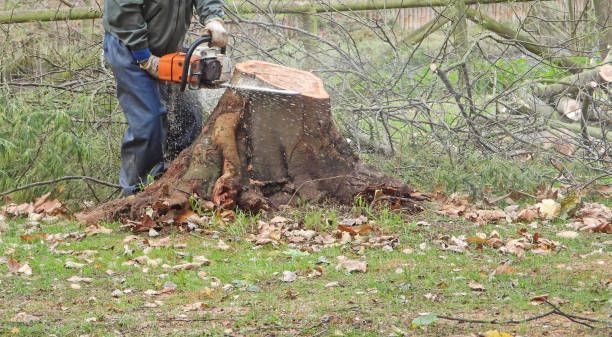 In a forested area, a man operates a chainsaw to cut down a tree, preparing for tree stump removal.