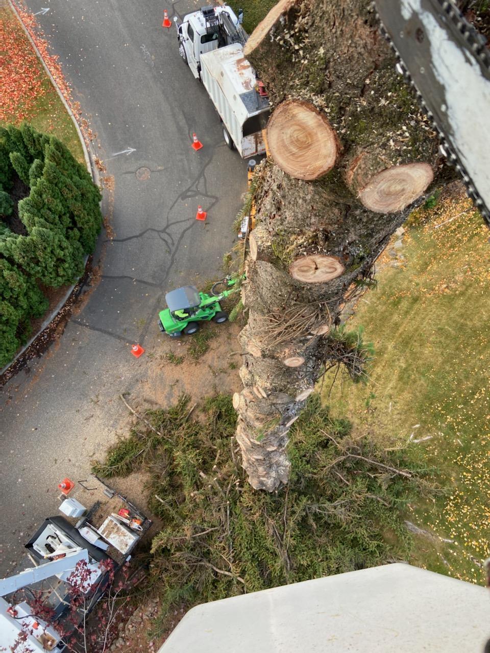 A Tree With Cutted Branches | Naches, WA | Trickinnex Tree Trimming & Falling LLC