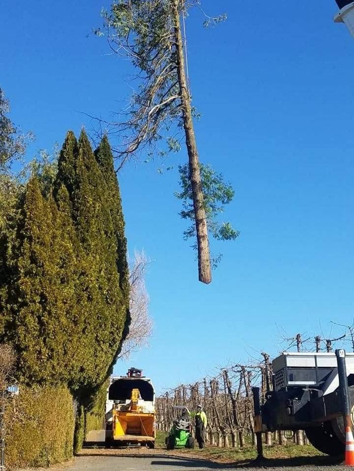 A Cutted Branch Of Tree | Naches, WA | Trickinnex Tree Trimming & Falling LLC