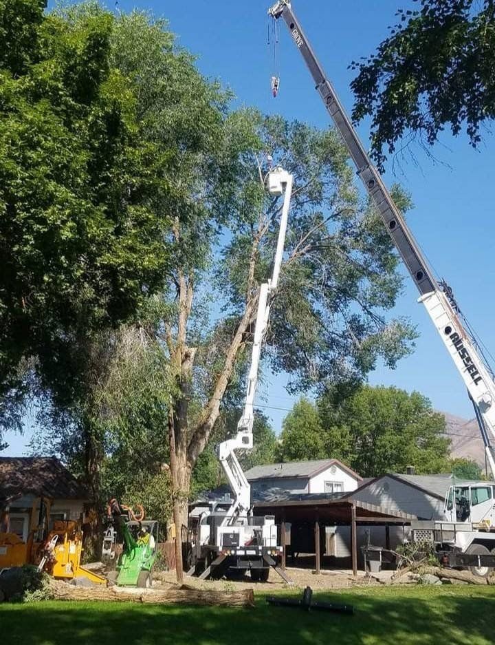 Two White Trimming Truck Cutting A Tree | Naches, WA | Trickinnex Tree Trimming & Falling LLC