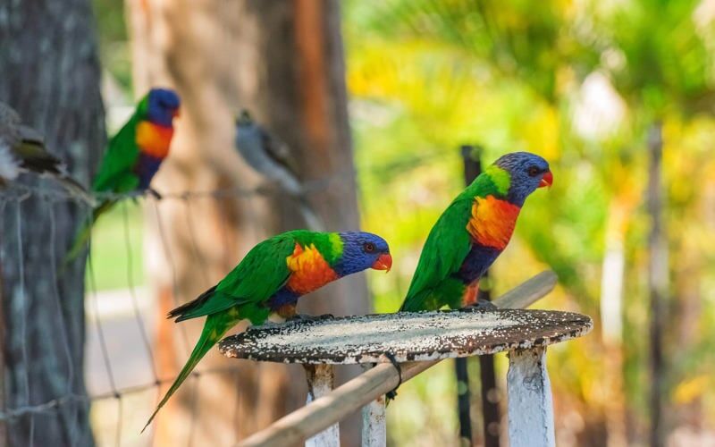 Birds Feeding — Caravan Park in Woombah, NSW