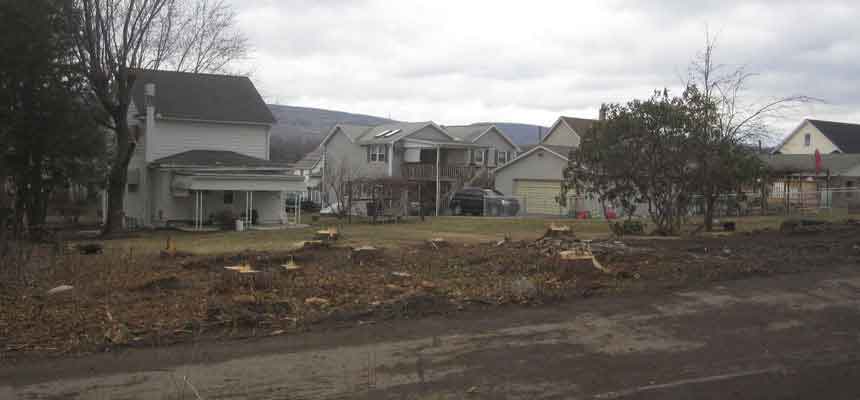 Tree Removal - Land Clearing in Eynon, PA