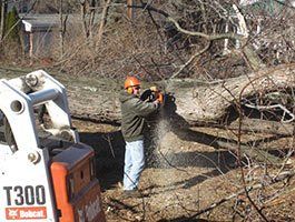 Cutting Trees - Tree Removal in Eynon, PA
