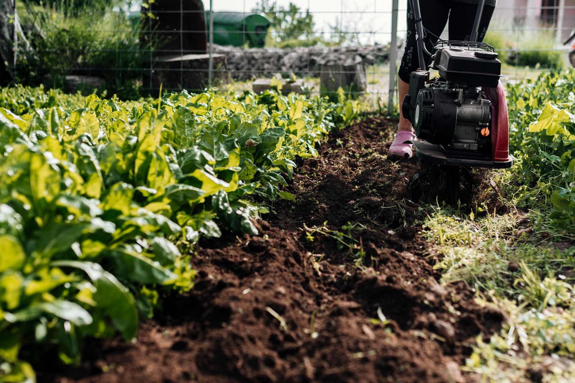 A person is using a small engine to plow a garden.