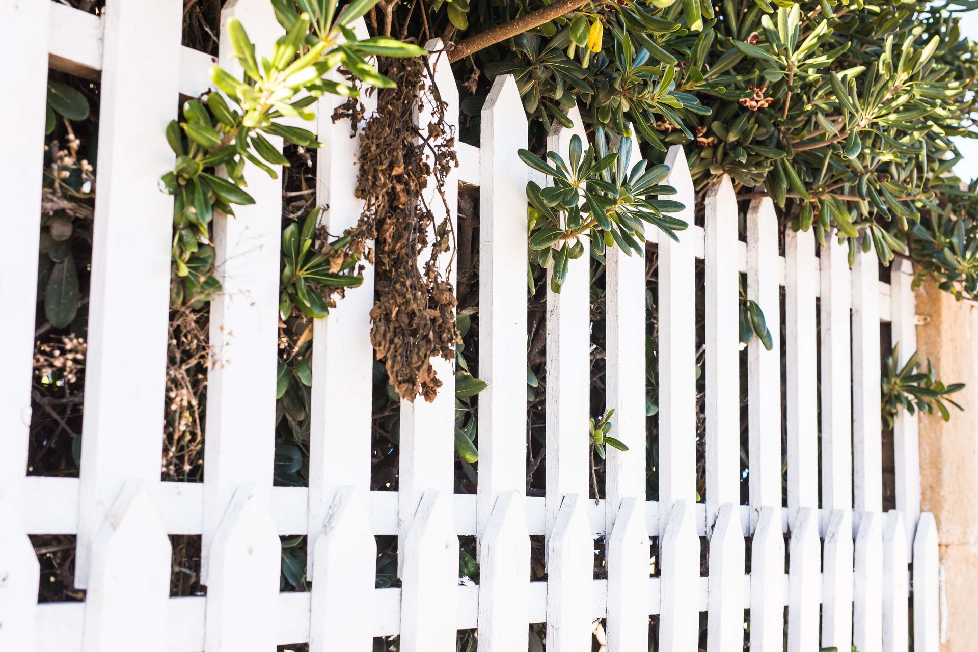 A white picket fence with a tree in the background.