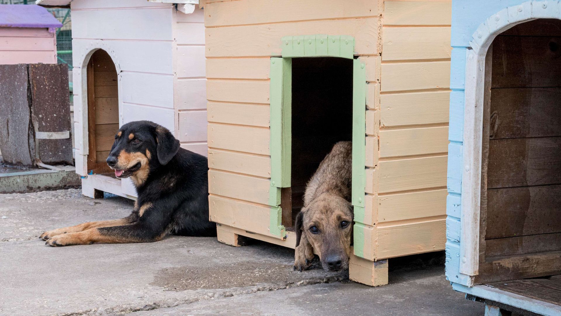 A dog is laying in a dog house next to another dog.