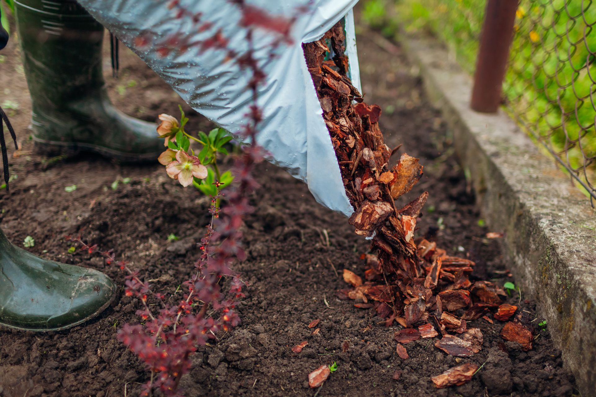 A person is pouring leaves into the ground in a garden.