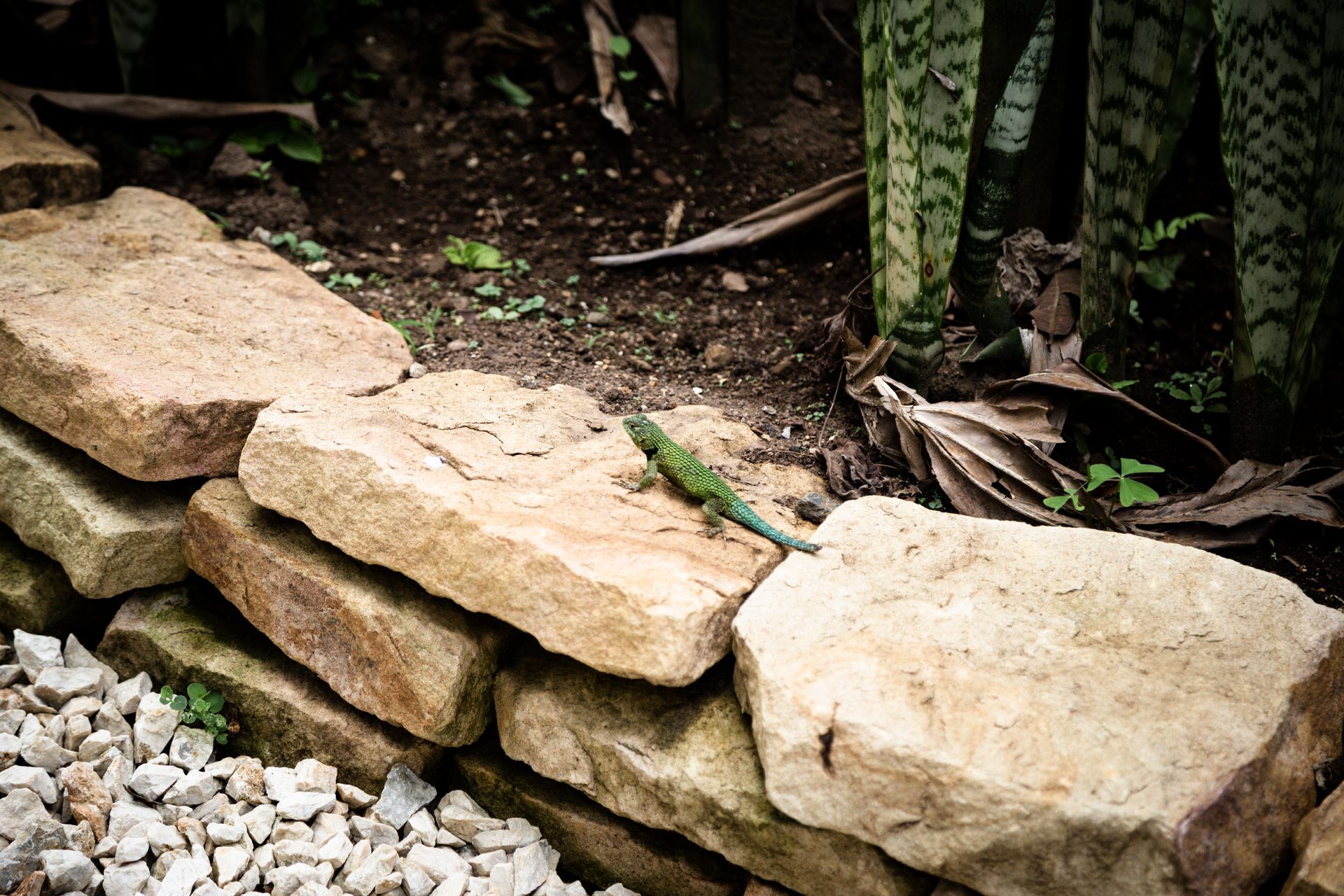 A lizard is sitting on top of a pile of rocks.