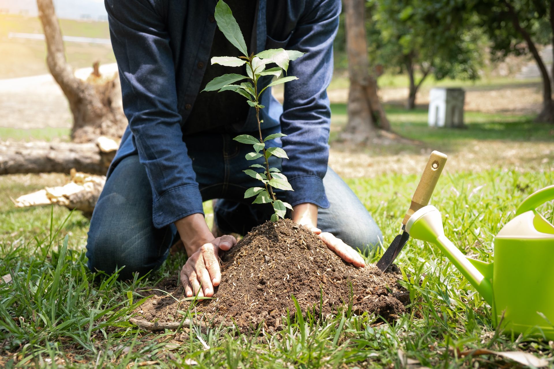 A man is kneeling down to plant a tree.