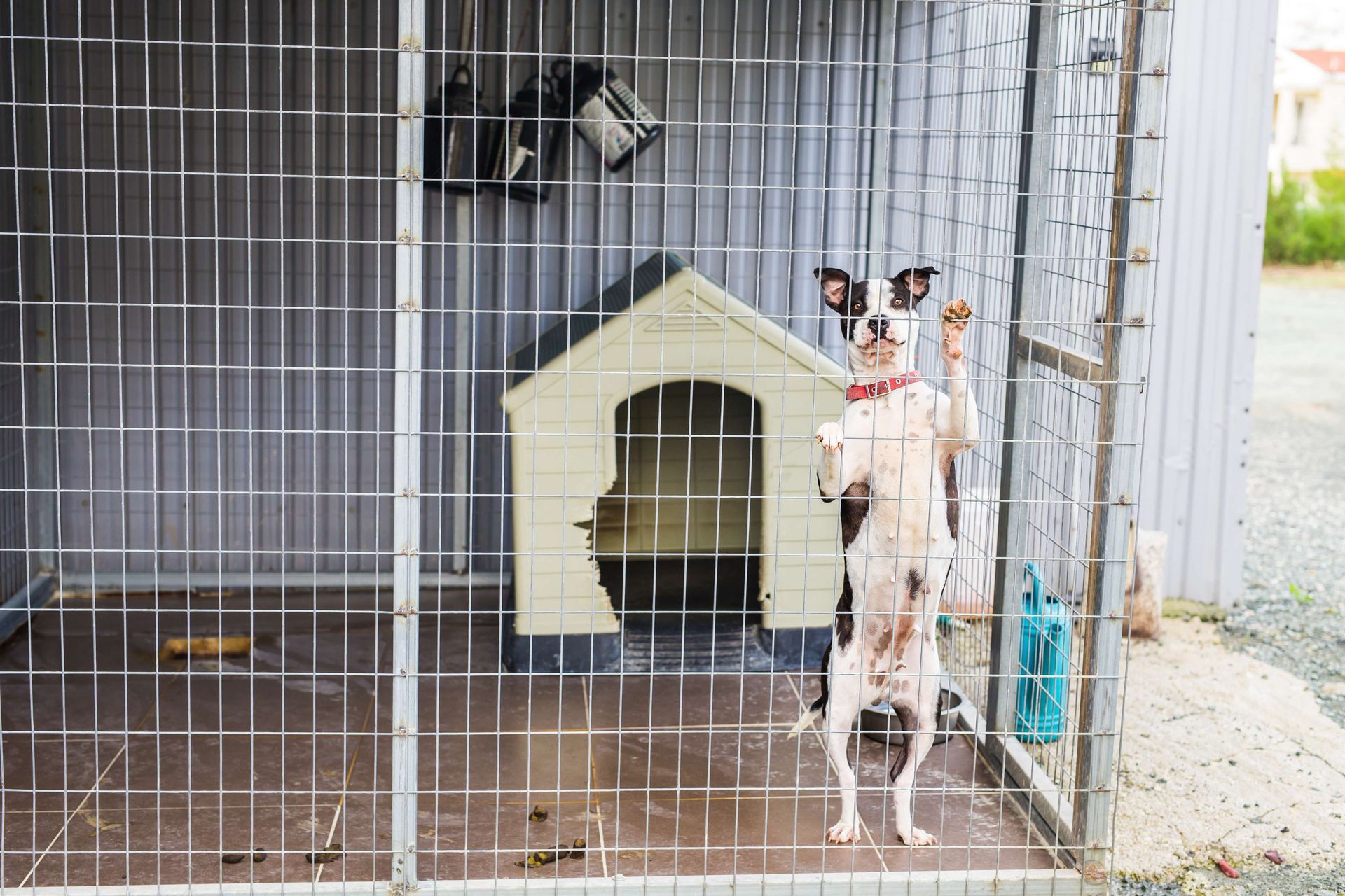 A dog is standing in a cage next to a dog house.
