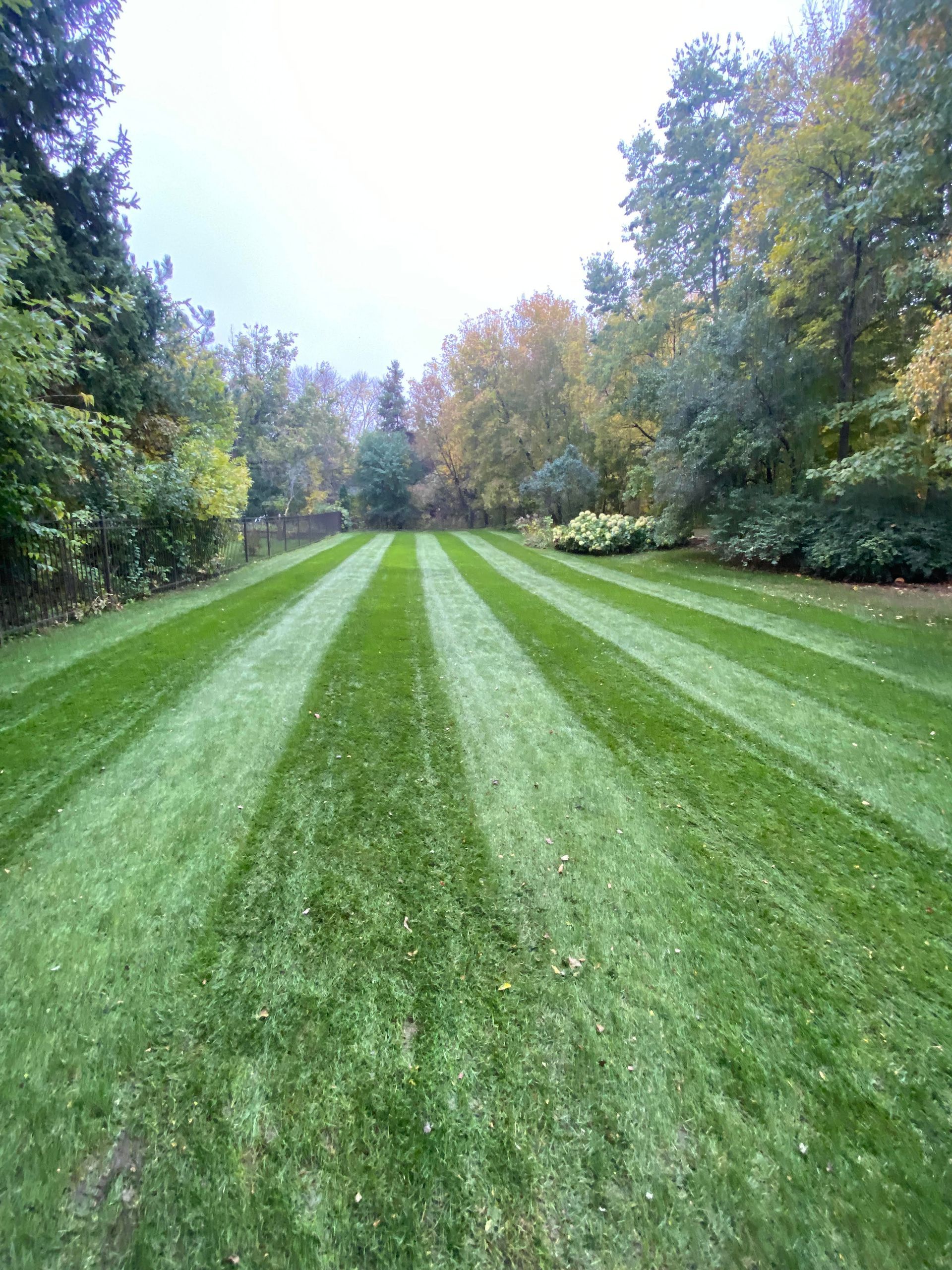 Lawn with striped pattern, bordered by trees. Green and gold fall foliage under overcast sky.