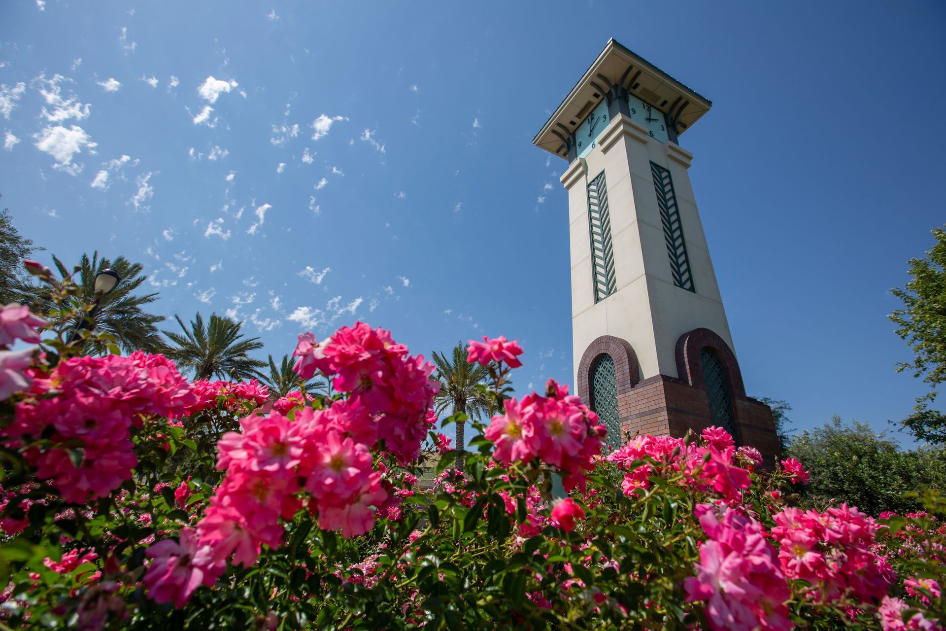 Clock tower rises above a vibrant rose garden under a clear blue sky.