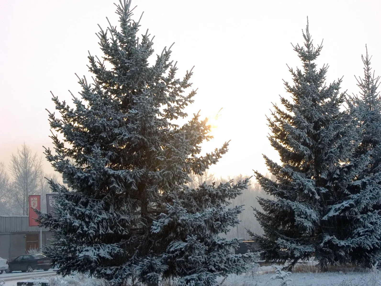 A couple of snow covered trees in a park