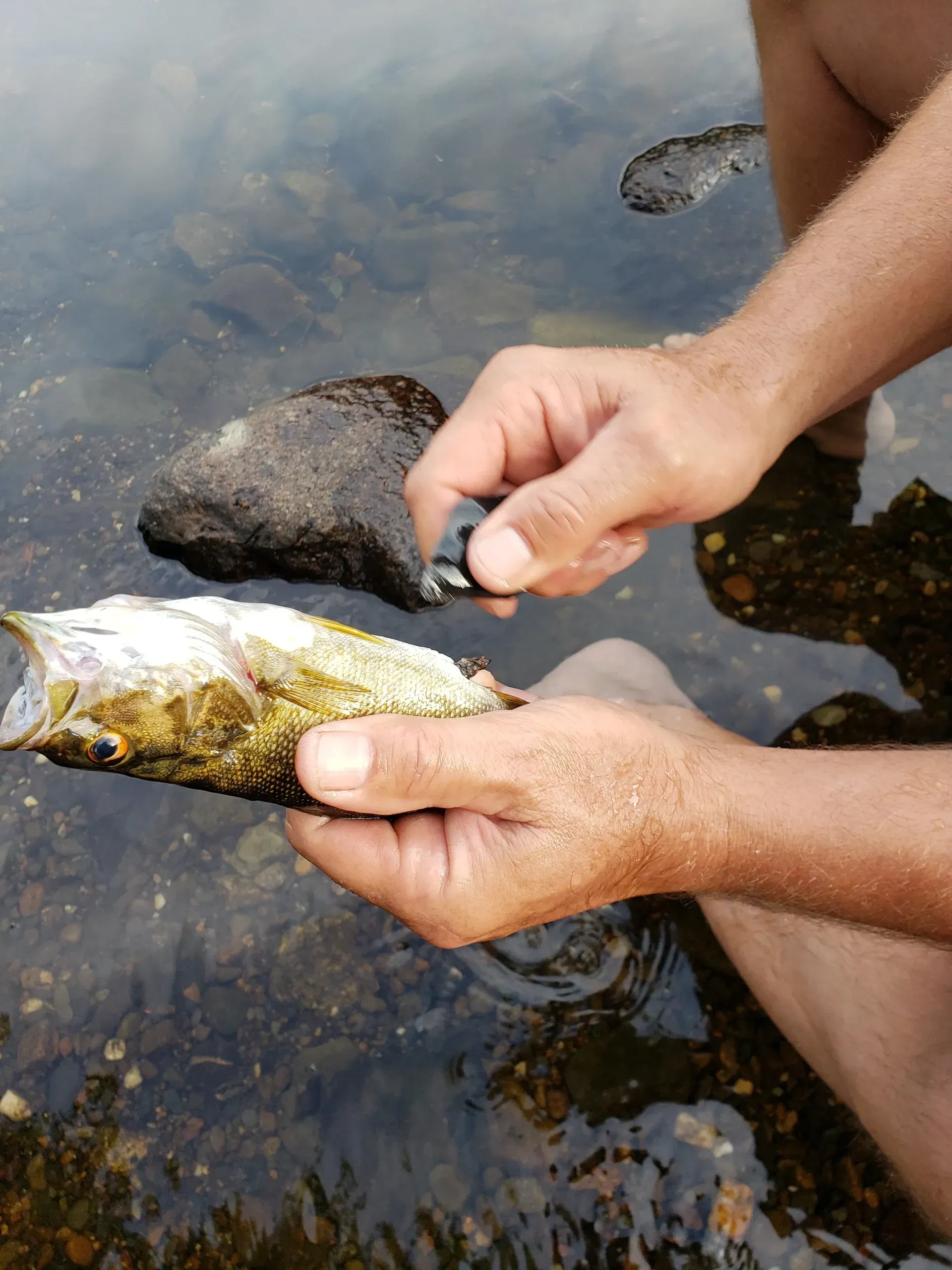 A person is holding a fish in their hands in the water