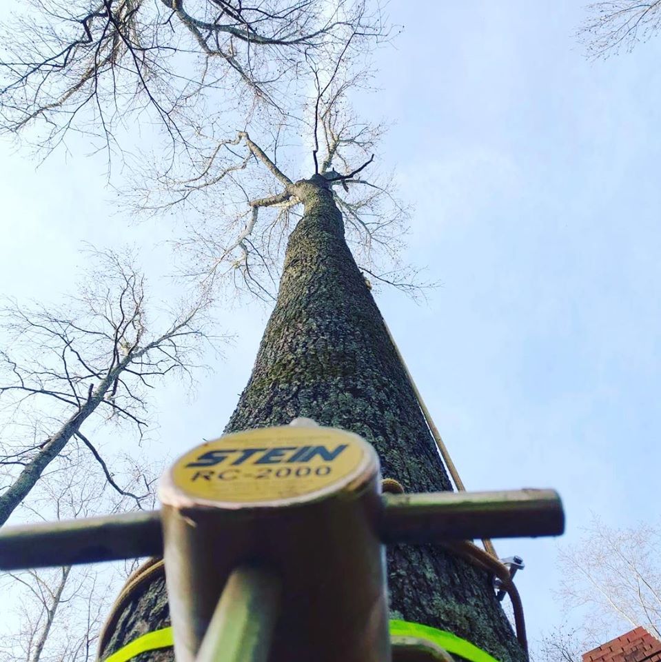 Lawrenceville, GA Tree Removal
