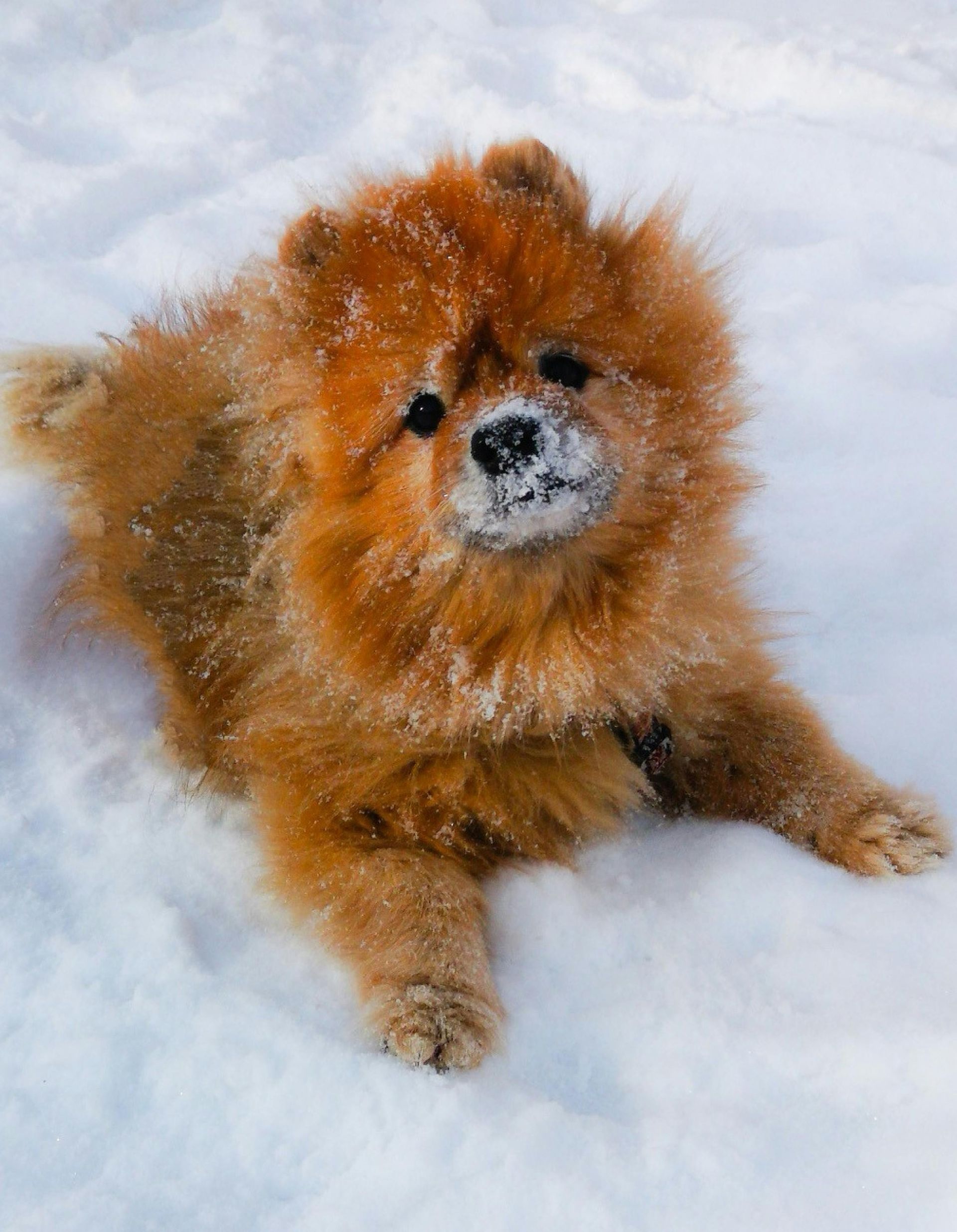 Brown Chow Chow dog covered in snow, lying down and looking up.