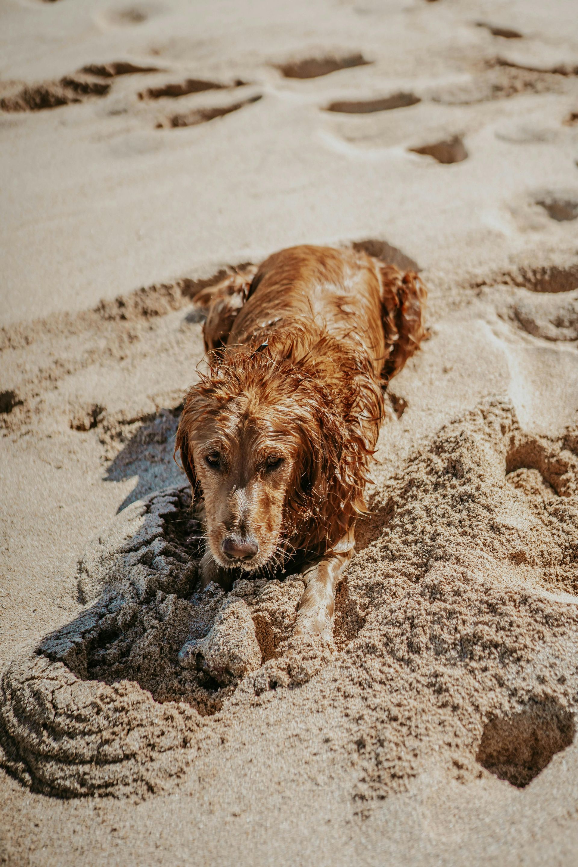 Brown dog lying in sand at the beach, covered in sand.