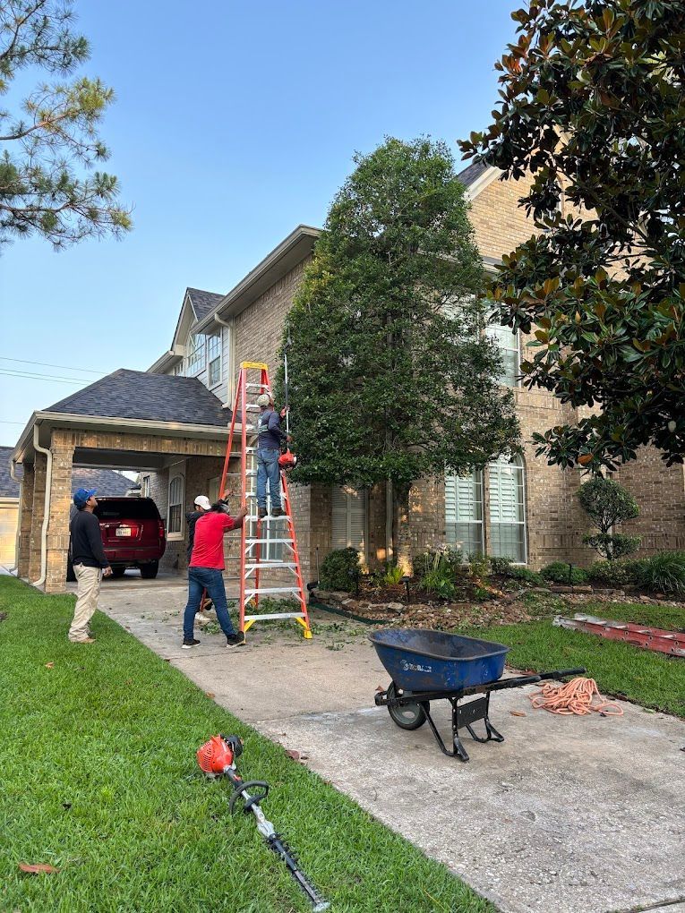 Tree Service Company In Houston, Tx