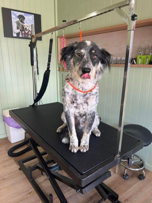 Black & White Dog — Dog Grooming in Wollongong, NSW