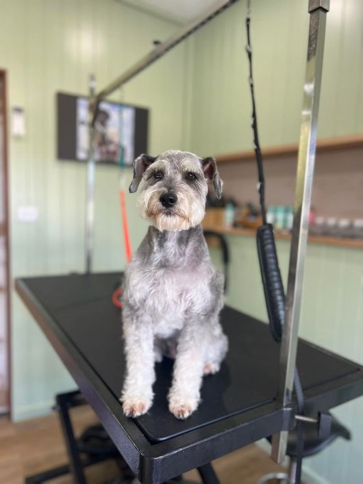 Caninos Grooming Salon Dog Grooming in Wollongong