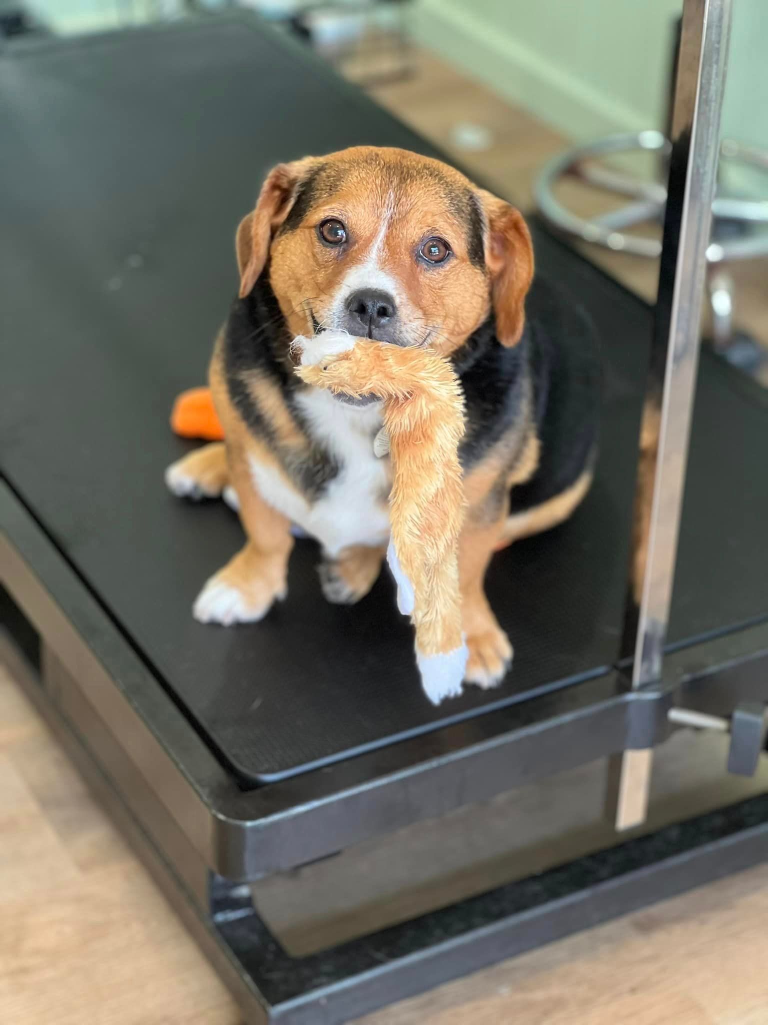 Caninos Grooming Salon Dog Grooming in Wollongong