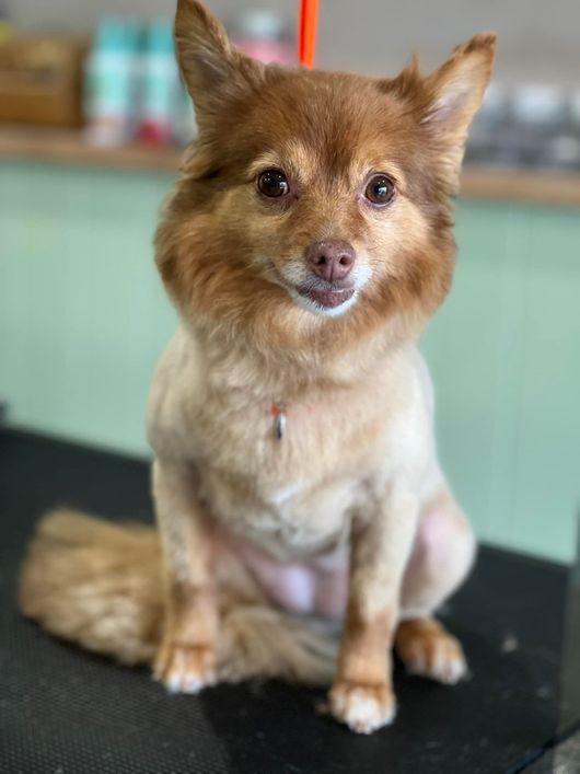 Caninos Grooming Salon Dog Grooming in Wollongong