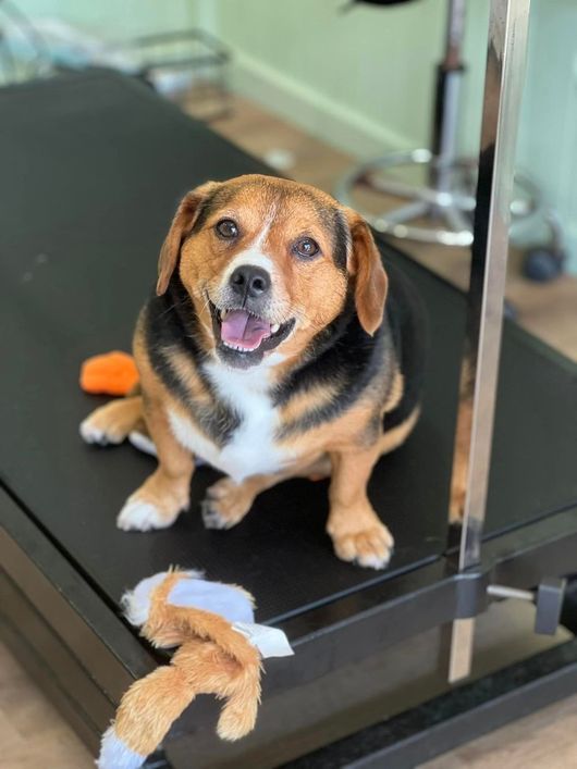 Caninos Grooming Salon Dog Grooming in Wollongong