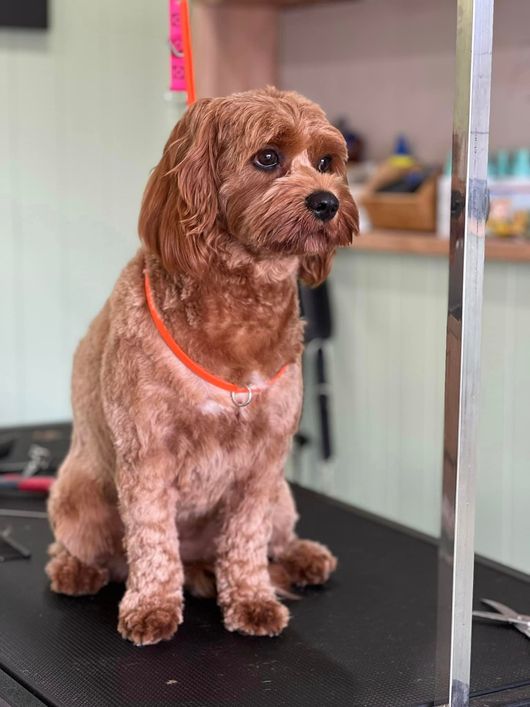 Caninos Grooming Salon Dog Grooming in Wollongong