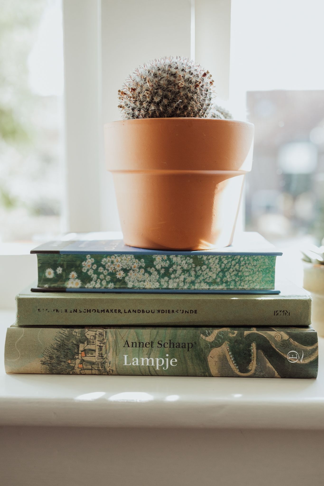 Stapeltje boeken met cactus in pot erop Stapel boeken met kinderboek Lampje