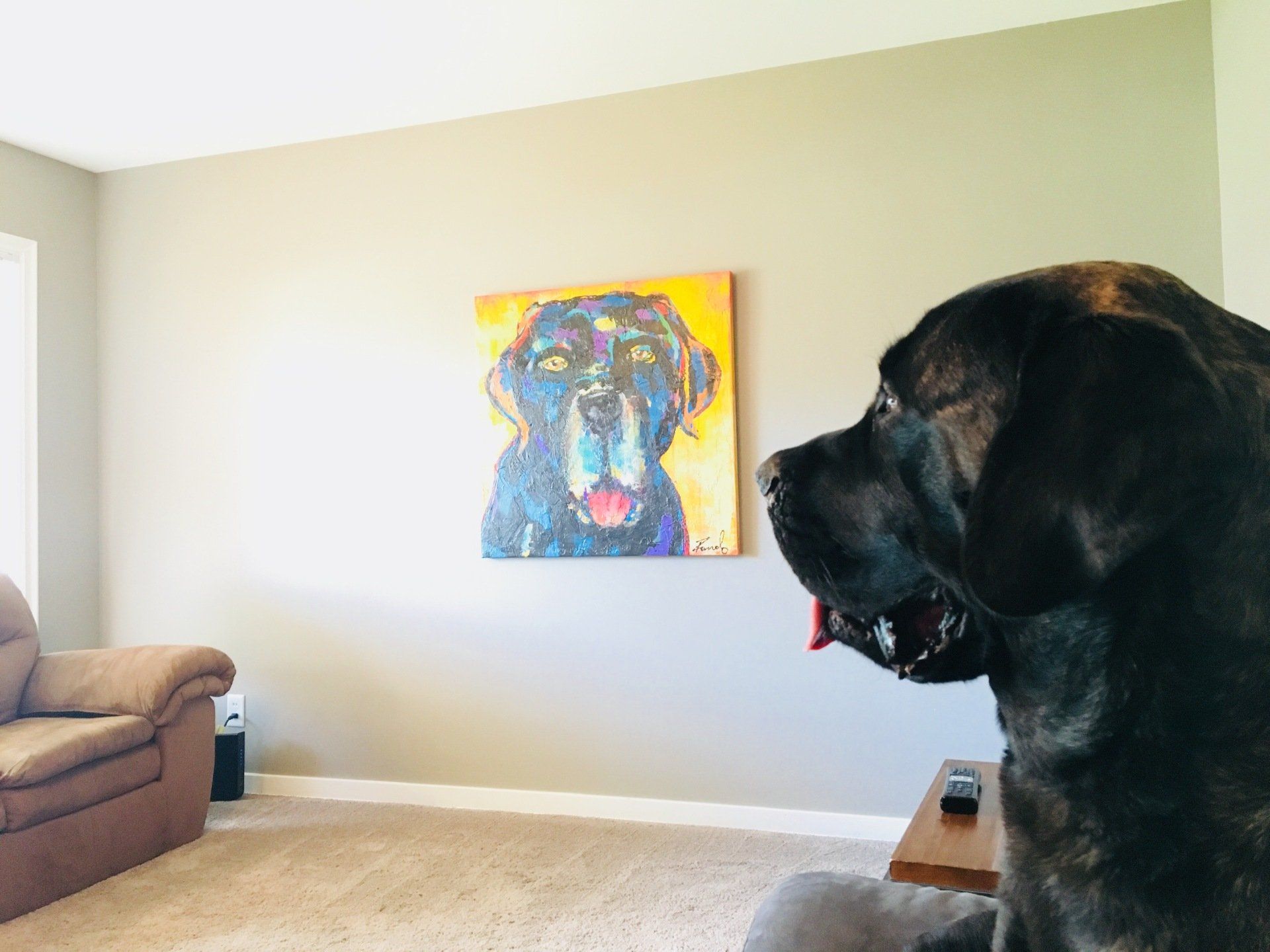 Jax the english mastiff in Omaha, Nebraska