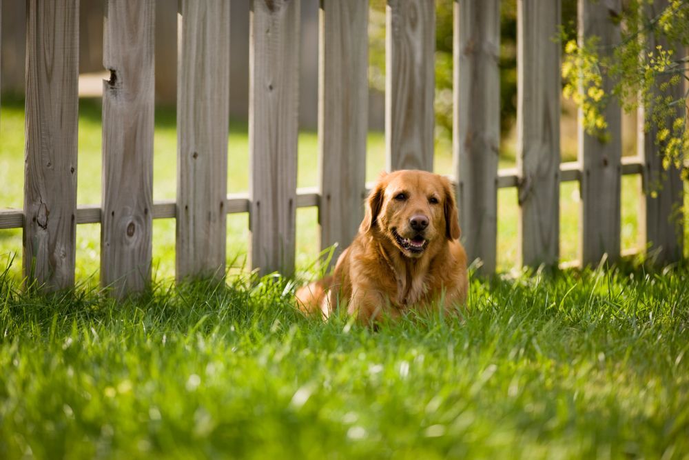 Golden retriever dog lying in grass in front of a wooden fence, smiling.