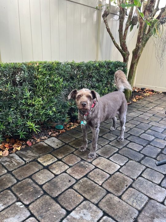 Black and white dog leaping in the air, catching a blue frisbee in a grassy park.