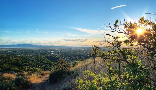 The sun is shining through the branches of a tree overlooking a city.