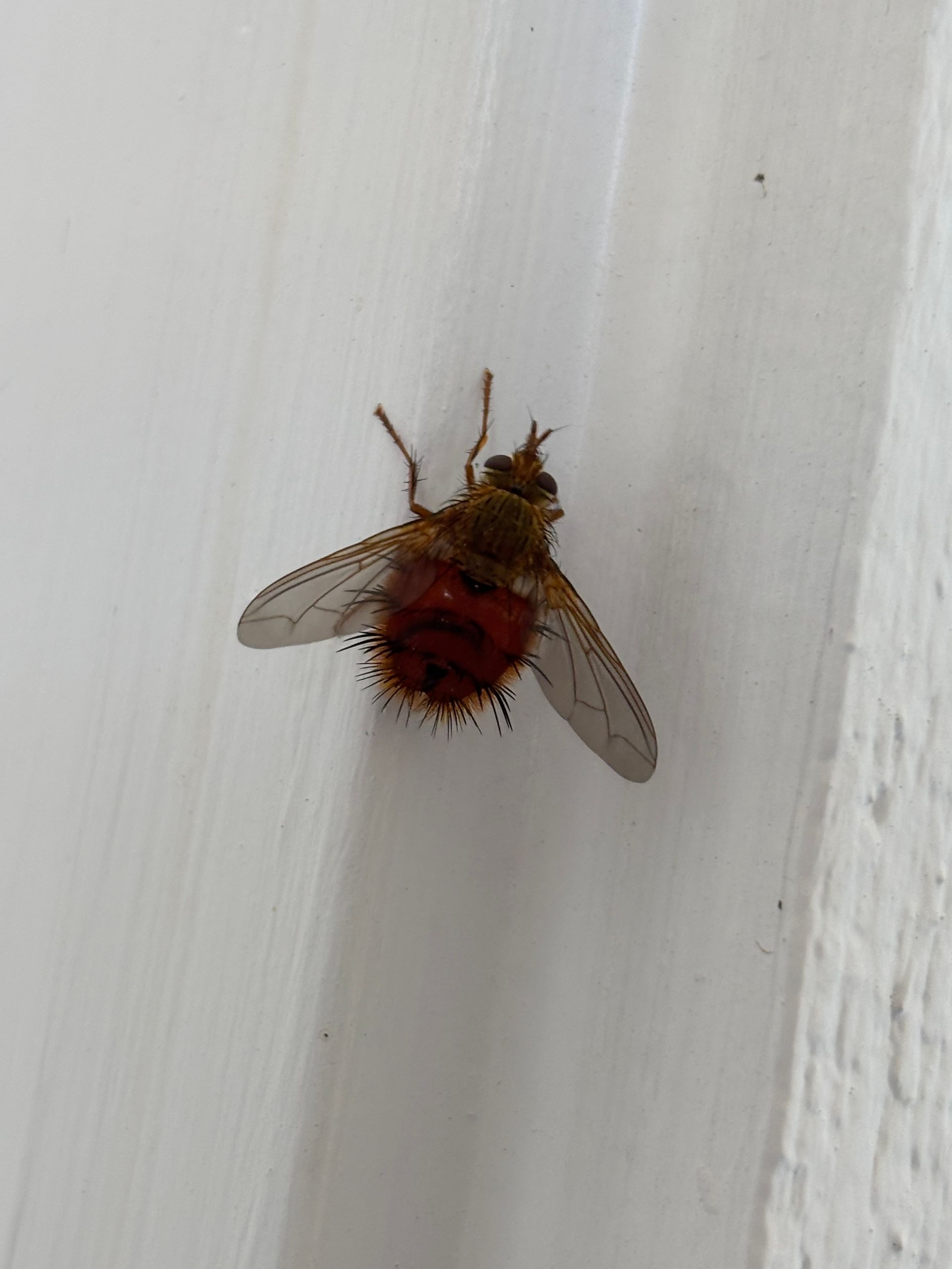 Fly with red abdomen on a white wall.