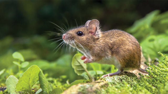 Brown mouse standing on moss, looking alert. Green foliage background.